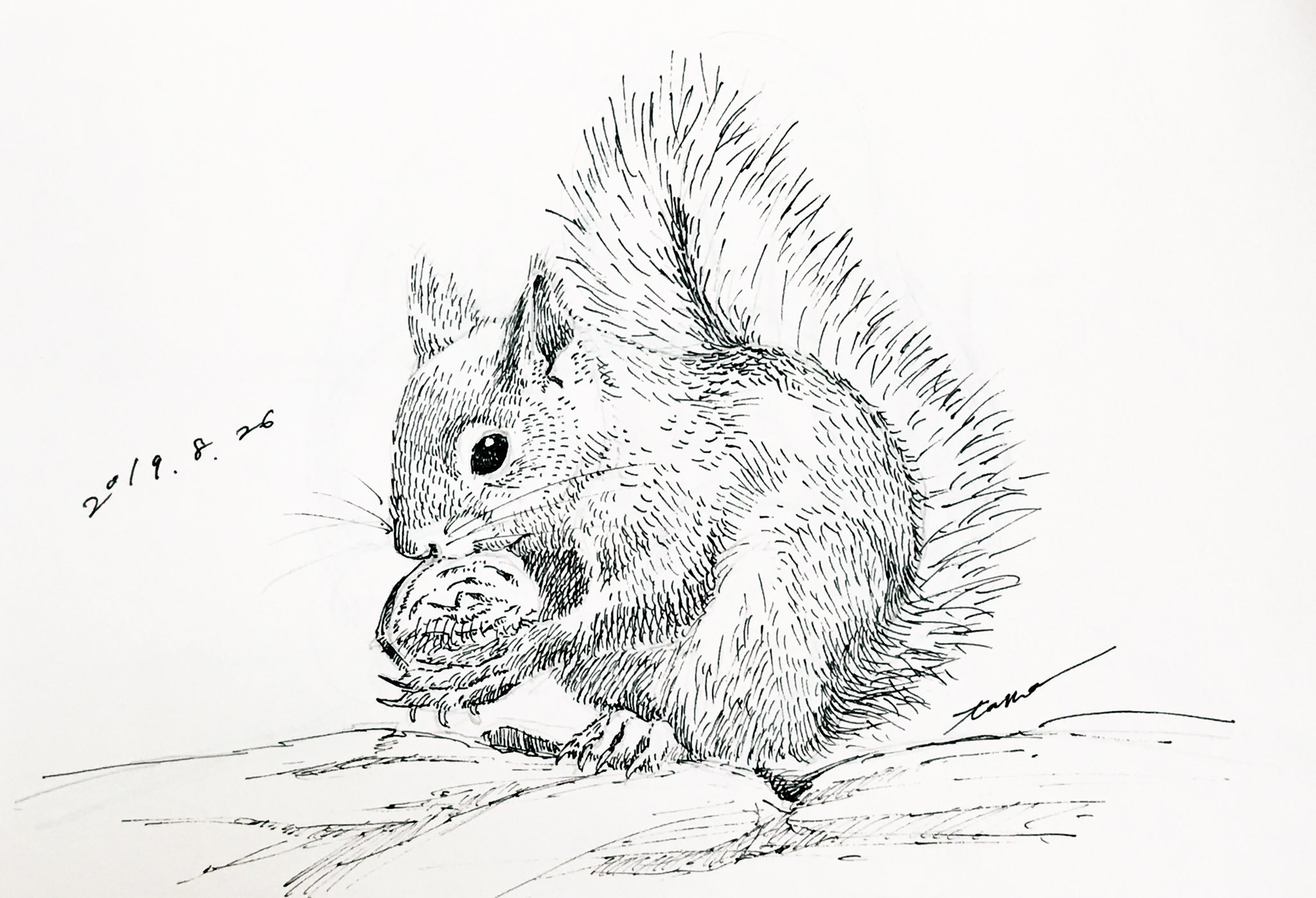 Twitter 上的 Tama リス 雨玉堂 Illustration Illust Drawing イラスト 絵 アナログ絵 模写 絵の練習 動物画 T Co F6iam3yyl1 Twitter