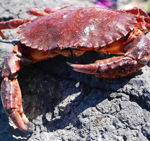 Meet Red Rock Crab: A Native Oregon Species / X