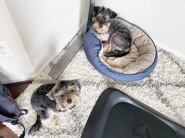 bboytruen's tweet photo. #PotatoBrotato #BabySmeggs
.
They keep me company while I work 😍
.
#nationaldogday.
#nationaldogday🐶.
.
.
.
.
.
.
.
.
.
.
.
.
.
.
.
.
.
.
.
.
.
.
.
.
.
.
.
.
.
https://t.co/MdhtSYBpY7 - code: BBOYTRUEN for 20% off order - #geopetric @geopetric.
.
#cava… https://t.co/El0ccb2khW https://t.co/OTOAaWCusz