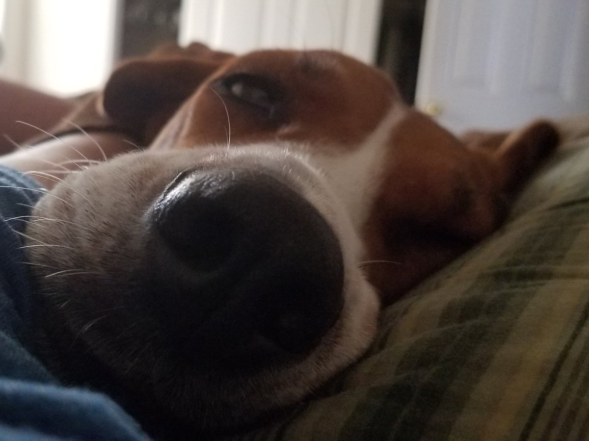 freakandpocky's tweet photo. Happy National Dog Day!
Enjoy this lazy, mushy-faced Pixel.
#NationalDogDay #rescuedogsrock #pixelpupper https://t.co/VGz2MEVxbM