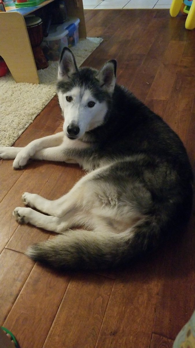 servingitup8's tweet image. Maya says...Happy #nationaldogday from this spoiled  pup!