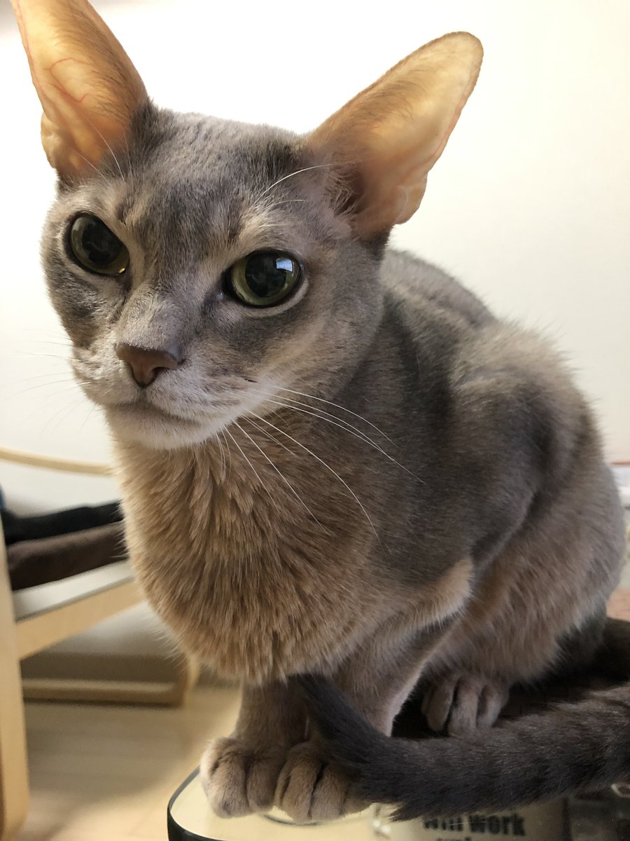 Gin 猫 ぺったり離れないジンさん 朝 2日連続でご飯吐いちゃって ちょっと心配 食欲も元気もあるんだけど 続くようなら病院かなー ཀ 吐いたあと咳出てたけど 今日は発作は出てないね