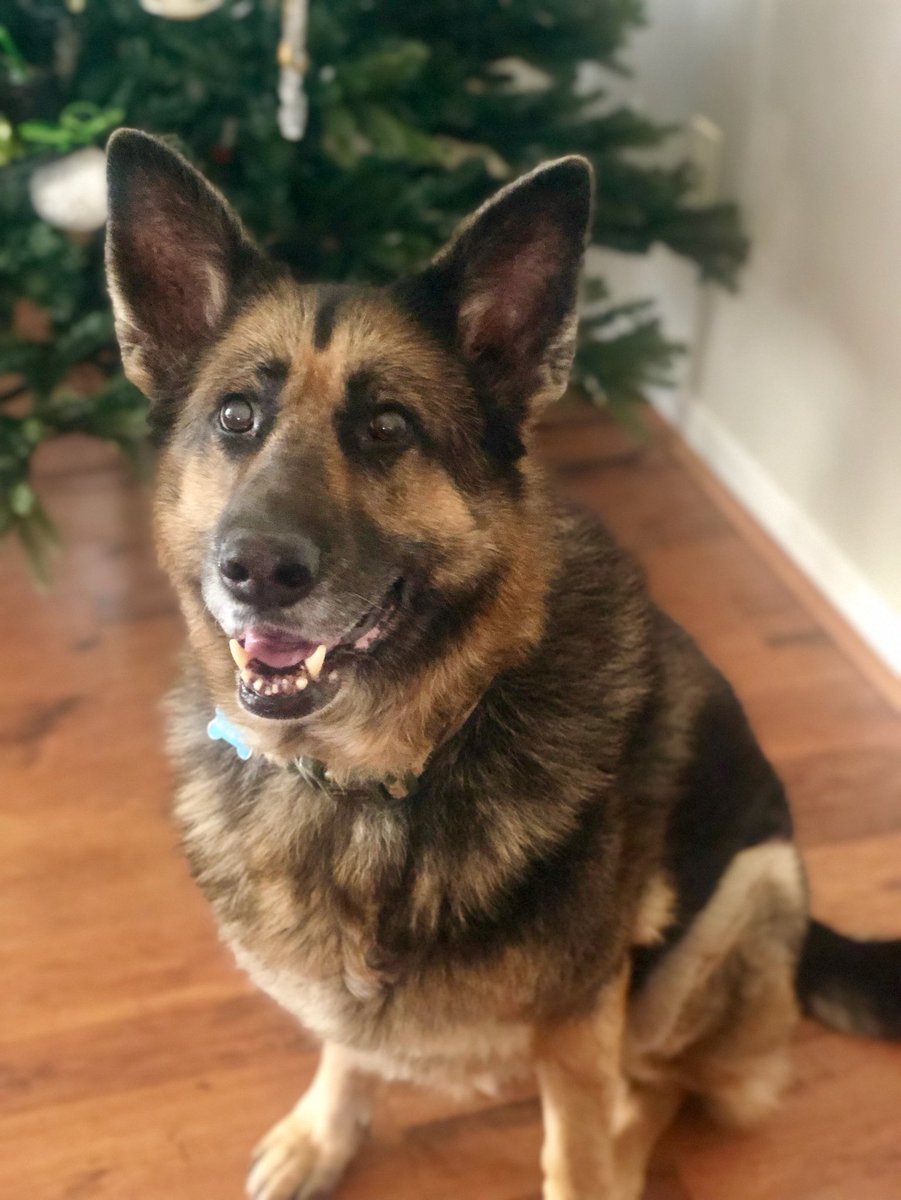 Happy National Dog Day 2019