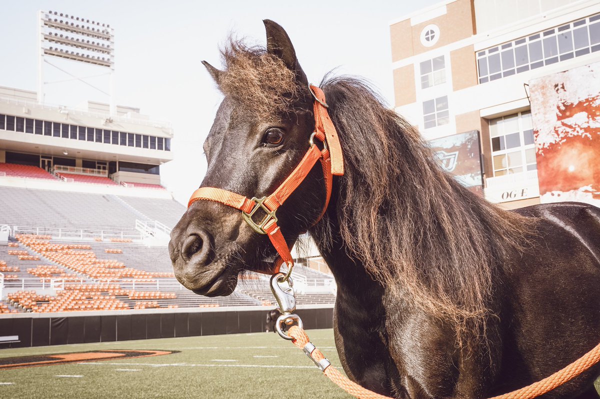 Oklahoma State Athletics adds new miniature horse mascot, BB, to go  alongside full-size Bullet : r/CFB, image size:1200x799