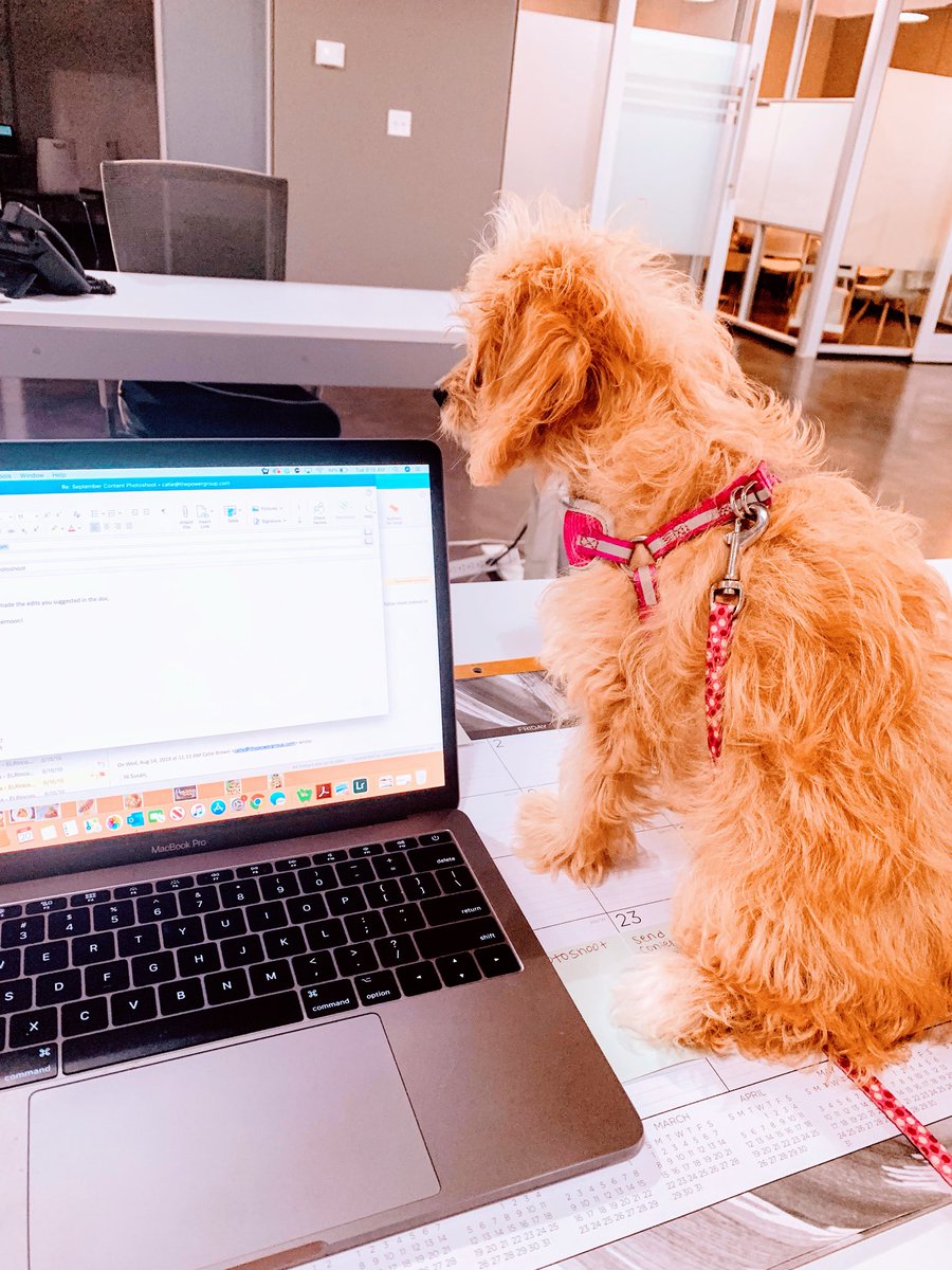 browncat97's tweet photo. Happy #NationalDogDay to my lil fluff ball. 😋🐶 https://t.co/FJfmcaaKjK