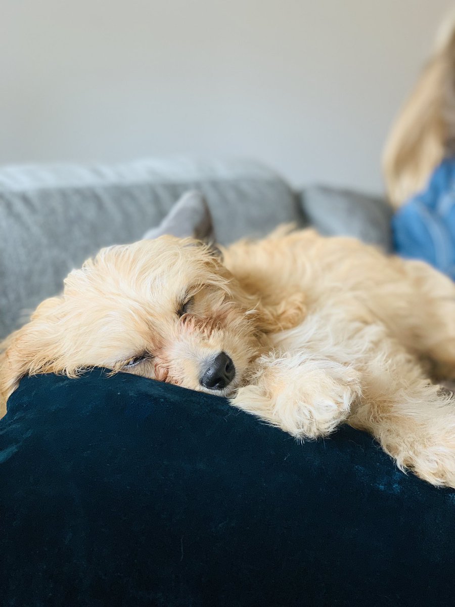 browncat97's tweet photo. Happy #NationalDogDay to my lil fluff ball. 😋🐶 https://t.co/FJfmcaaKjK