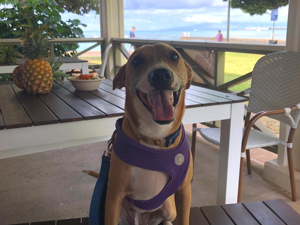 honolulumag's tweet photo. On this #InternationalDogDay, try the 9 most #dogfriendly bars and restaurants on #Oahu to grab a drink with your dog. #DogsAndDrinks #PoiDogs #LuckyWeLiveHonolulu https://t.co/FHqm4qNlUU https://t.co/z11wTmAELi