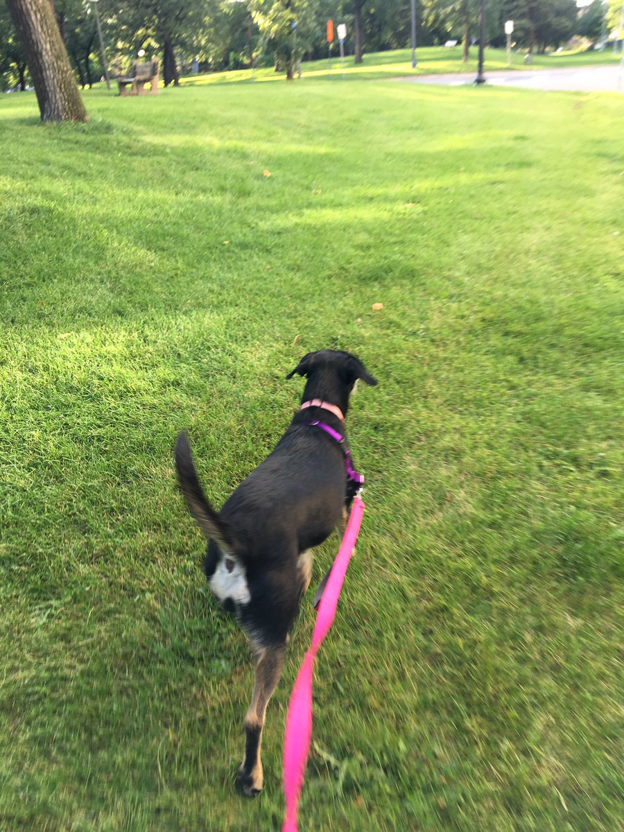 Want to skip the walk tonight, pup? No?