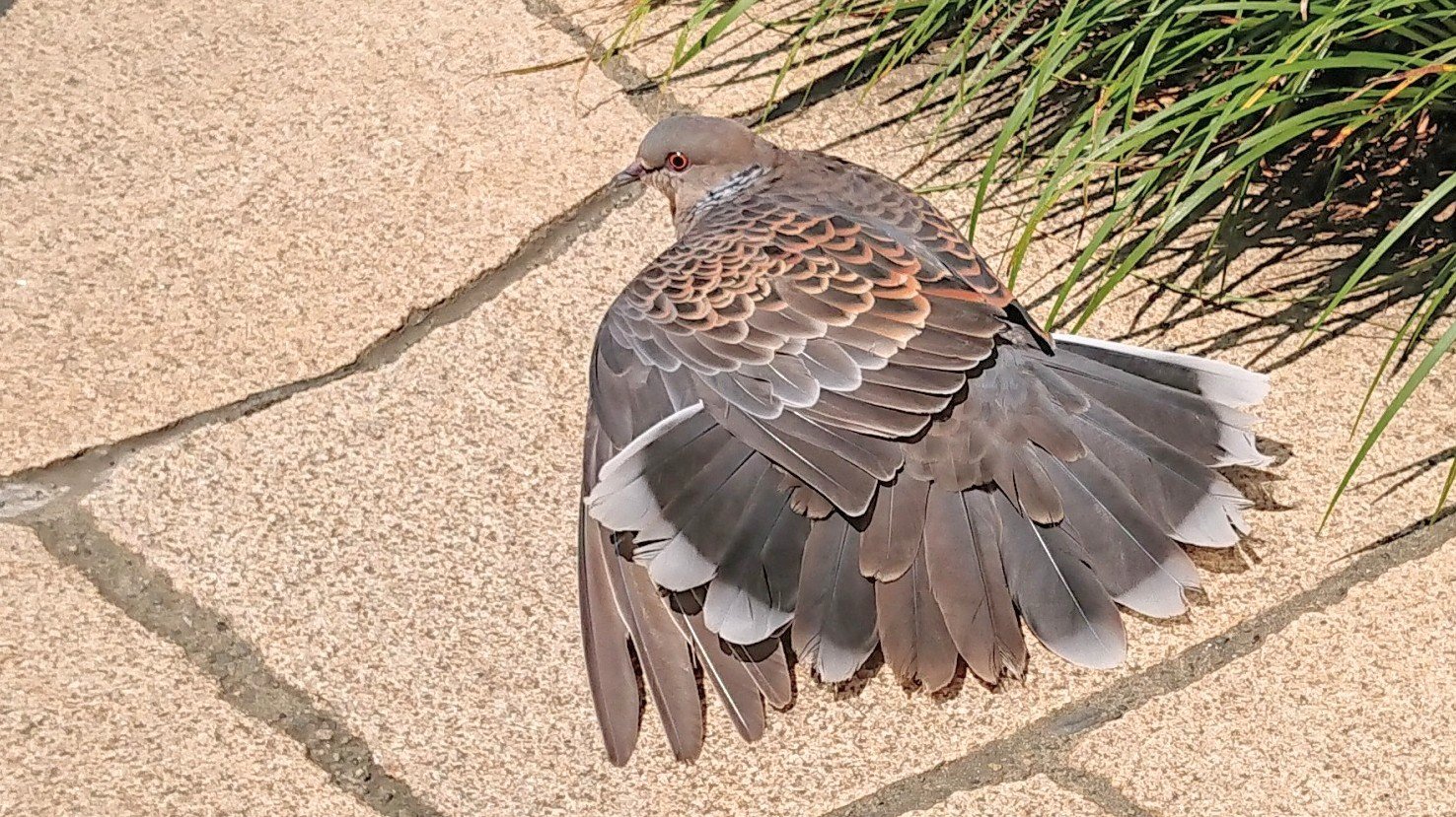 キジバド キジバト 交尾する！ 冬に繁殖か？ - YouTube