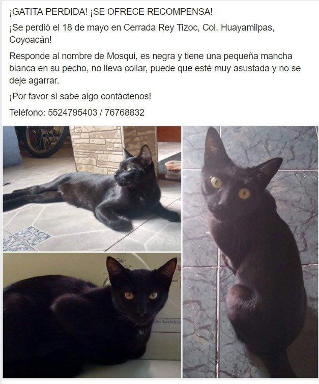 CandeHuayAjusco's tweet photo. Aunque ya pasaron unos meses, La mamá de #Mosqui se comunicó con nosotros y sigue buscándola. Se perdió en mayo por las pipas de agua en la colonia #Ajusco en #Coyoacan. @MascotaCoyoacan #gatoperdido @GatitosCdmx @lacoloniagatuna @LordGatus https://t.co/ffbACurOp8