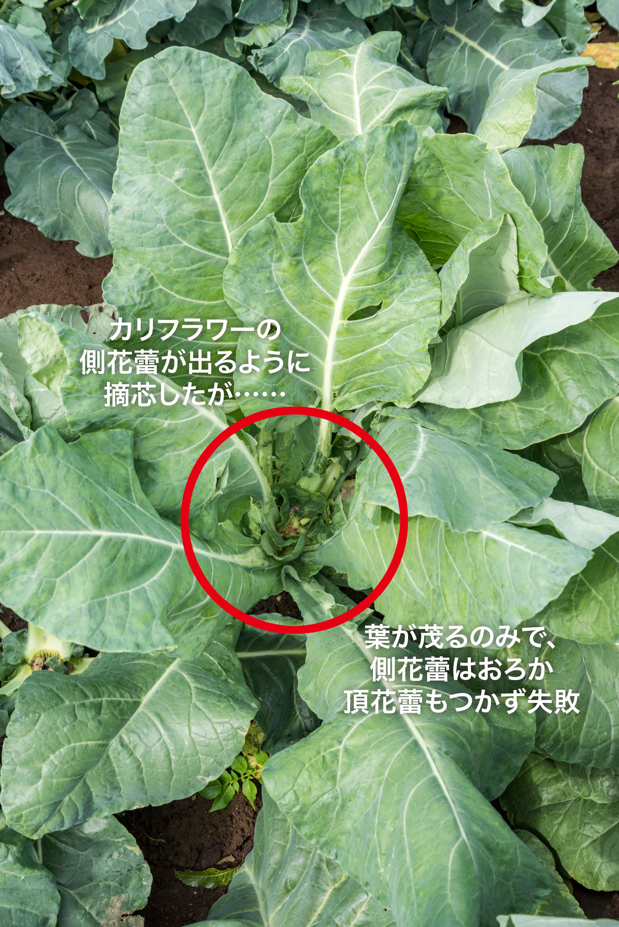 تويتر やさい畑編集部 على تويتر 側花蕾 がとれるカリフラワー は家庭菜園愛好家の夢ですよね やさい畑 でも過去にいろいろな実験をしましたが うまくいきませんでした それでもあきらめきれないので ブロッコリーとの中間品種だという カリッコリー を