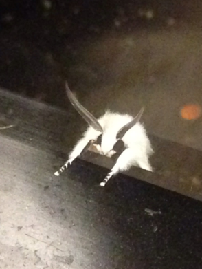 thornyamalgam's tweet photo. A friend sent me a picture of this moth and it reminded me a lot of bongo cat so... bongo moth. https://t.co/mfAtVT9YTf