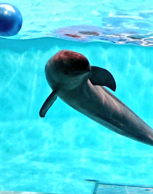 スナメリのtwitterイラスト検索結果