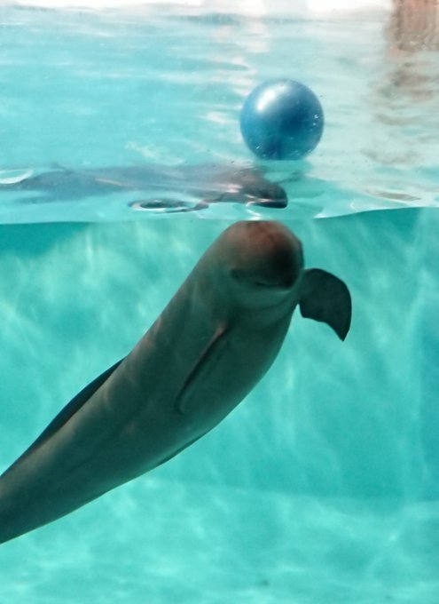 スナメリのtwitterイラスト検索結果