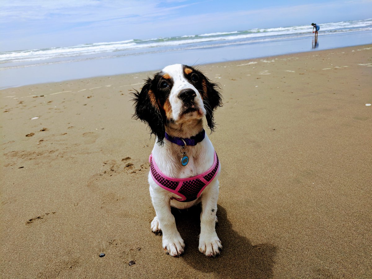 PeterRThompson's tweet photo. Ocean Beach is still one of Lego's favorite spots. #happydogday #dogsoflucidlink https://t.co/JBM8cf3L8A