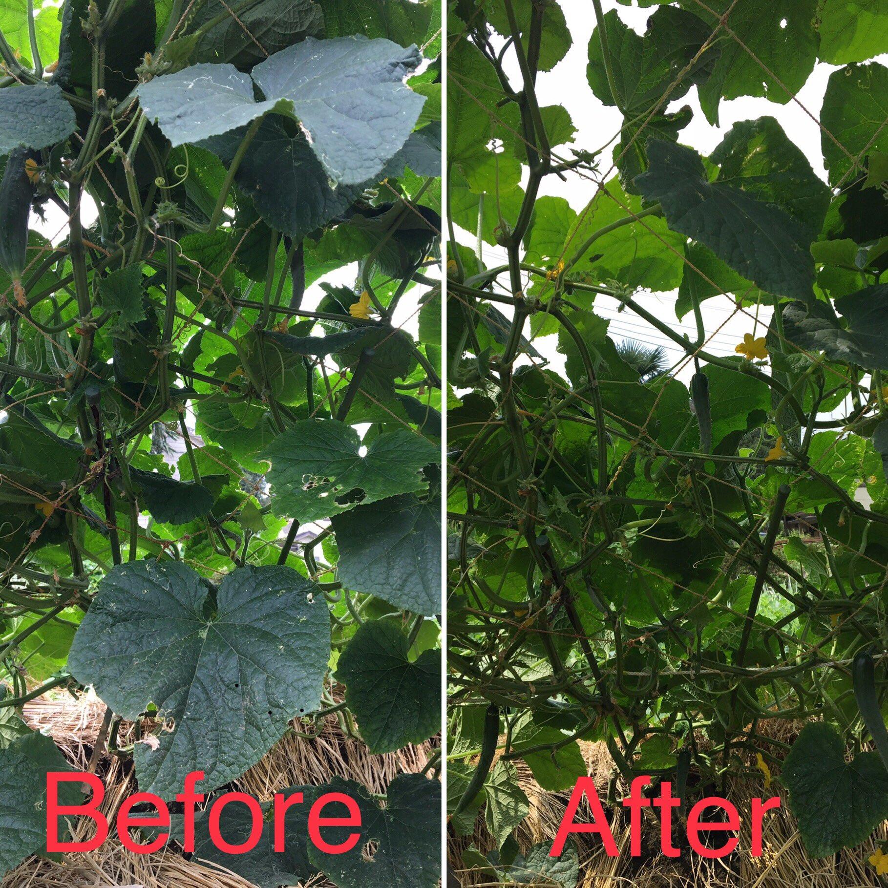 市川 晋 都会の果樹農家 キュウリの葉かき作業を行いました 余計な枝を整理して良い実を生らせる他 風通しを良くして病気の発生を抑える効果があります まだまだ頑張ってくれい T Co 4khr3pfokp Twitter