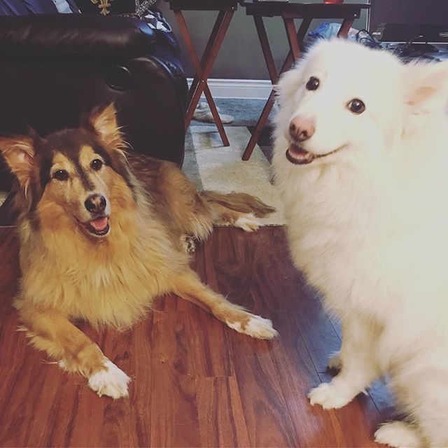 angesae's tweet photo. Happy #internationaldogday to my two fur babies, Kimchi and Pollo!! #yvrpets #yvrdogs #furbabies https://t.co/oHgPboVKx1 https://t.co/WGcPnFdpXg