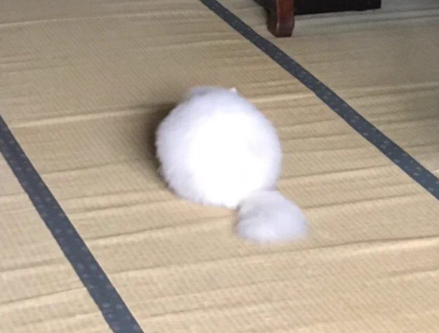 まんまる過ぎてねこに見えない！？実家から送られてきたねこの写真がかわいすぎるwww