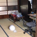 まんまる過ぎてねこに見えない!？実家から送られてきたねこの写真がかわいすぎる!