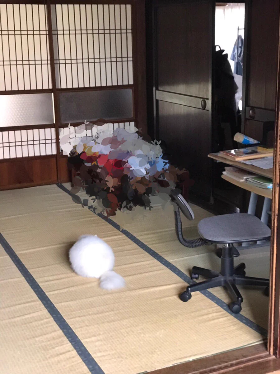まんまる過ぎてねこに見えない！？実家から送られてきたねこの写真がかわいすぎるwww
