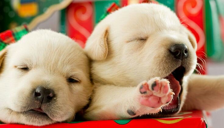 LabredorM's tweet image. Cute labrador puppy
I love labrador pappy 
#labrador #labradorretriever #dog #dogsofinstagram #dogs #cute #DogsofTwittter