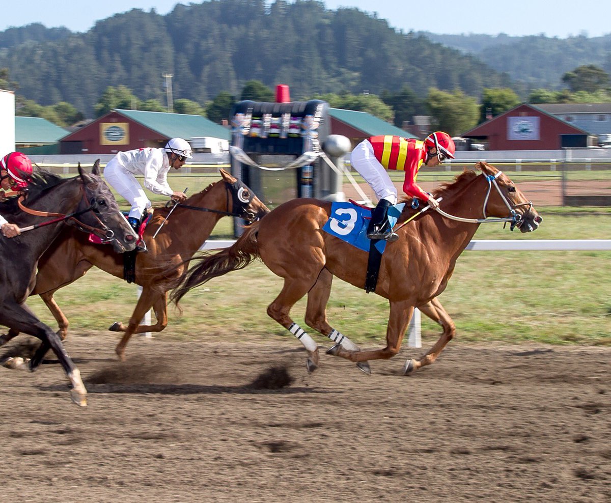 Studly Perfection continues to be a win machine this summer. Christian Aragon with one of his three victories on the card. Owned by Rob Smolich and the connections won the 1st Division of the Irv Parlato Sprint <a href="/humcofair/">Humboldt County Fair</a>.

Photo Credit:
<a href="/ShaneMicheli/">Shane Micheli</a>
Vassar Photography