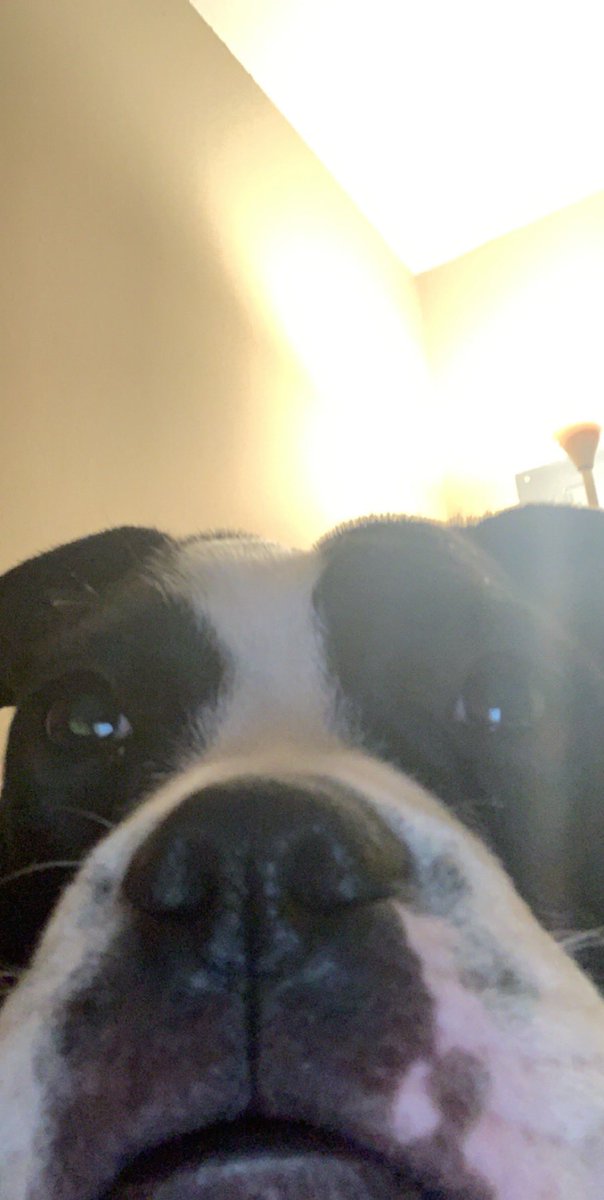 delaneeyyy12's tweet photo. Happy national doggo day to my Quinnie girl🥰 https://t.co/SY5lOHEhxH