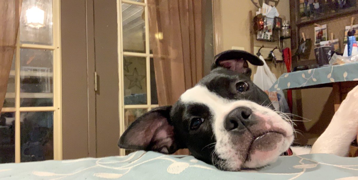 delaneeyyy12's tweet photo. Happy national doggo day to my Quinnie girl🥰 https://t.co/SY5lOHEhxH