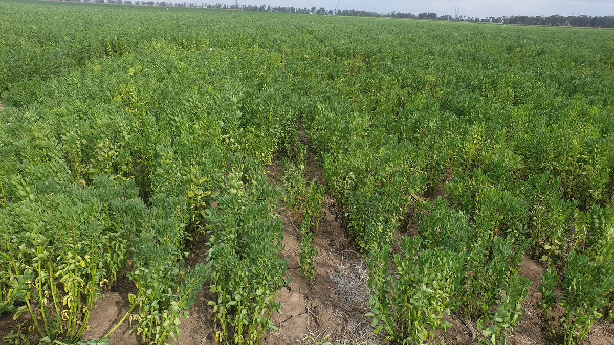 dr_dirt_oz's tweet photo. Just walking over #fababean crop in #deepP site before @onthepulseAUS brings pulse check field day in. @Wheatman01 could be something in this subsoil nutrition? @GRDCNorth @QldAgriculture https://t.co/2mx67KvLJ2