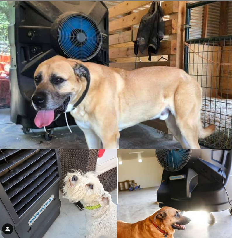 portacool's tweet photo. Today is #NationalDogDay. #evapcooling can be key to #heatsafety for dogs. As a Texas vet explains, “Just in the way heat stress can come on fast for humans, it can come on equally quickly quick for dogs, so extra precaution is key when it is hot.” https://t.co/J3dtvzVSOp https://t.co/8uuqOLkLZK