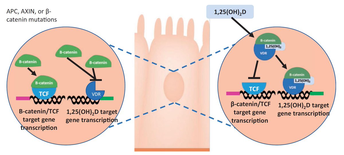 Our paper "Current evidence for vitamin D in intestinal function and disease" is this months highlight article in   Experimental Biology and Medicine and is now free to access. @socexpbiomed <a href="/UniversitySA/">UniSA</a> <a href="/unisaresearch/">UniSA Research</a>