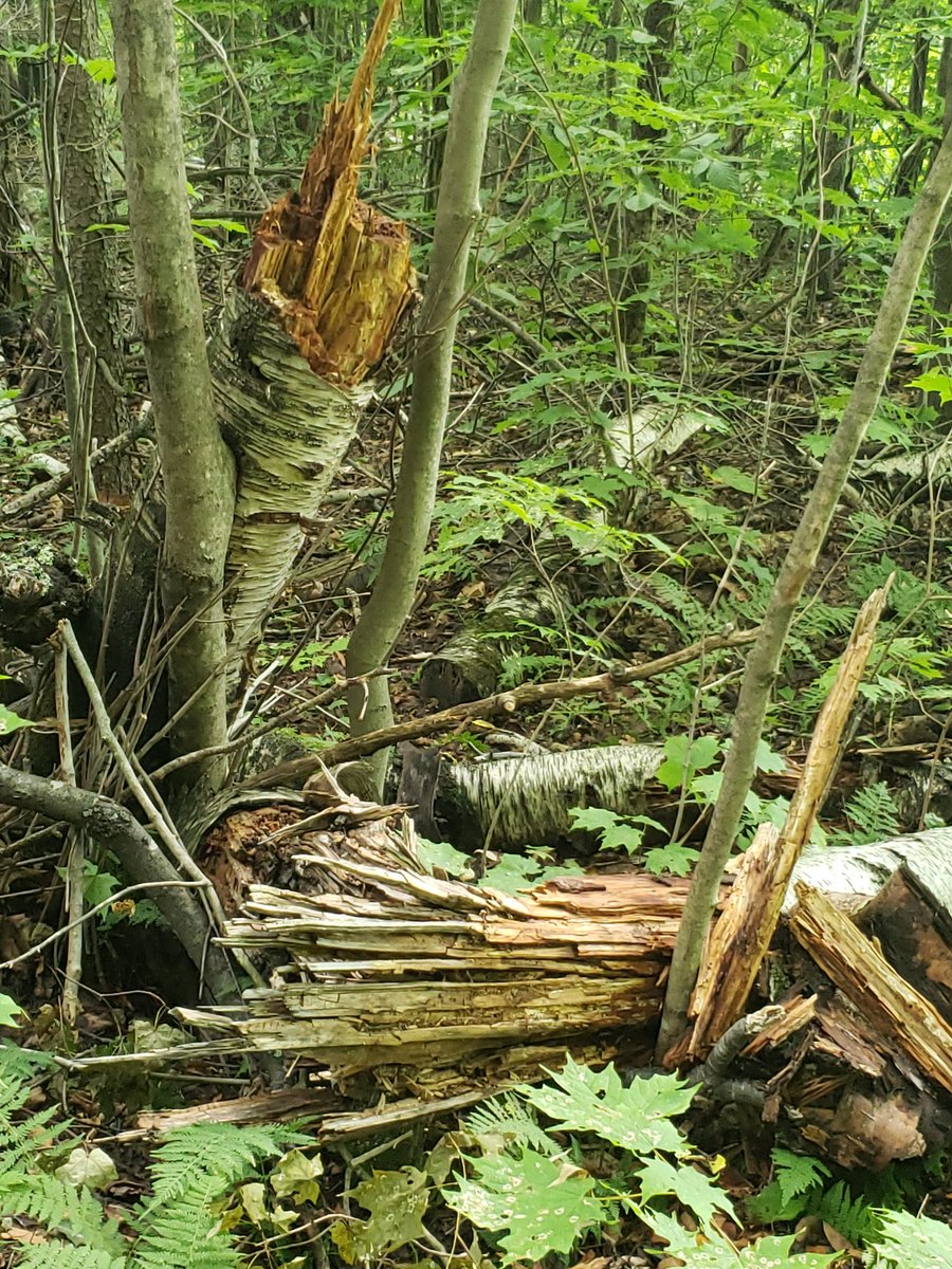 DianaCejasMD's tweet image. Like. A lot of photos of plants. And a few of the poems that were posted in the woods

Fun (?) Fact: I memorized and recited this poem, "Stopping by Woods on a Snowy Evening" by Robert Frost, in third grade. Nerdy little Diana loved this sign so very much. 

#BLWC19