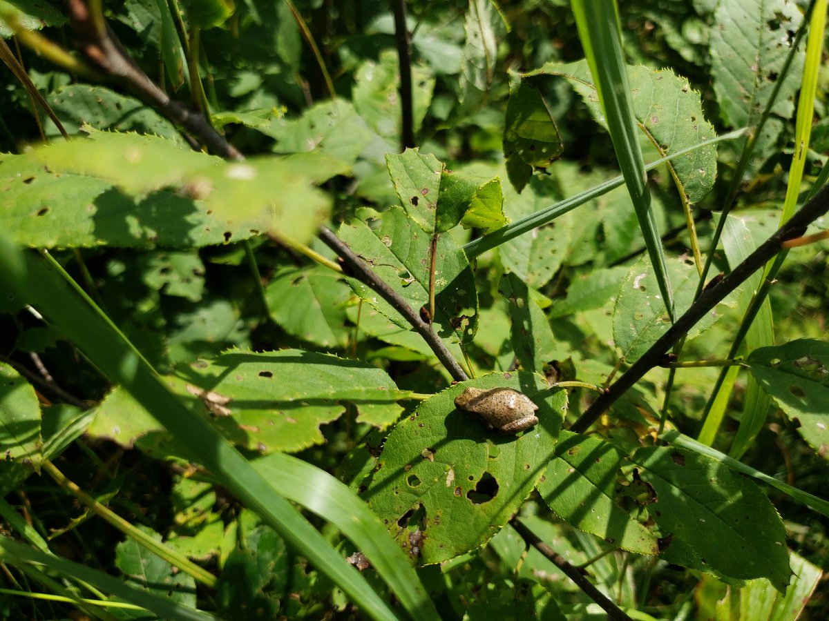 DianaCejasMD's tweet image. I took a lot of pictures of trees and moss...

#BLWC19