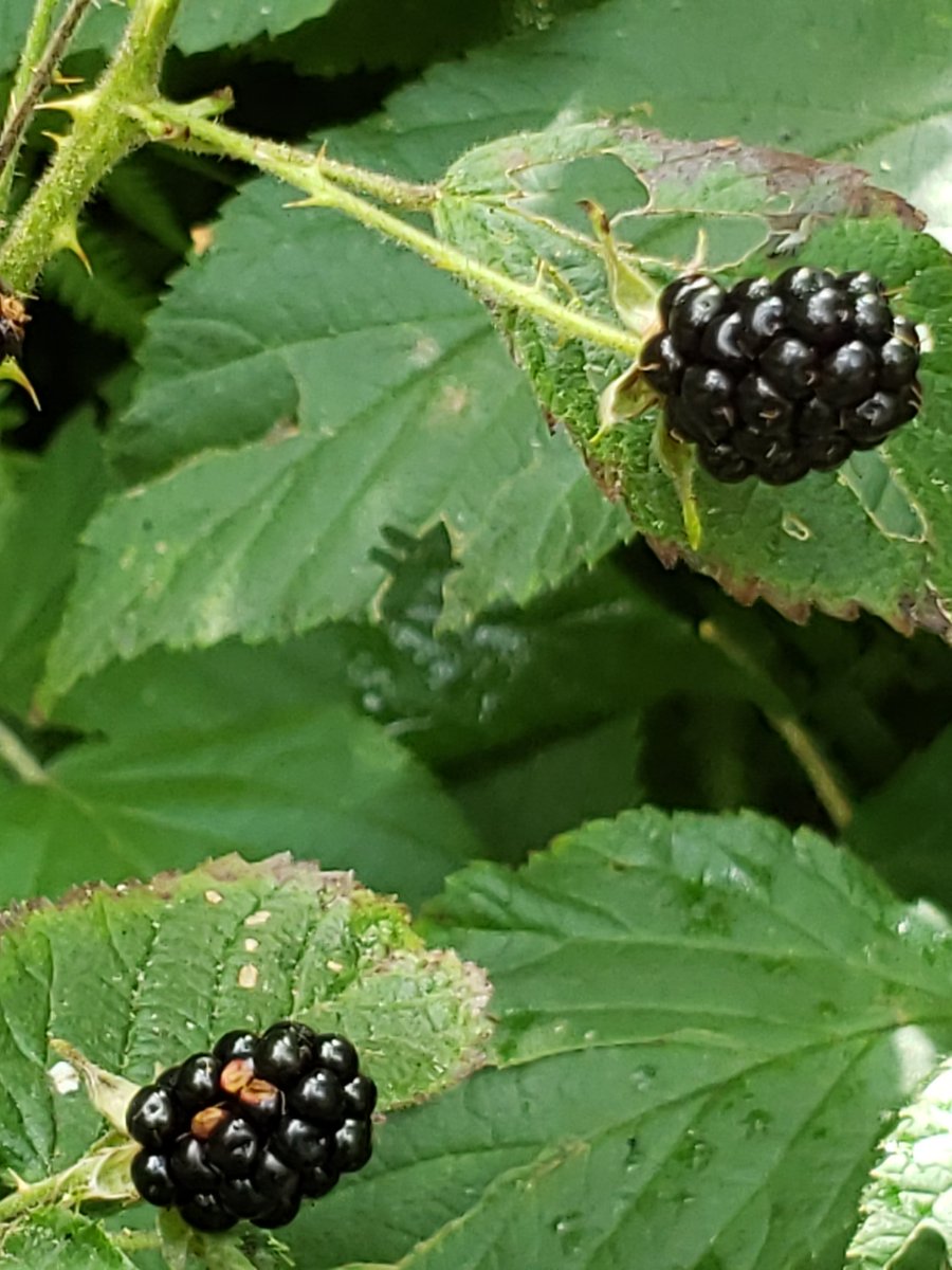 DianaCejasMD's tweet image. I took a lot of pictures of trees and moss...

#BLWC19