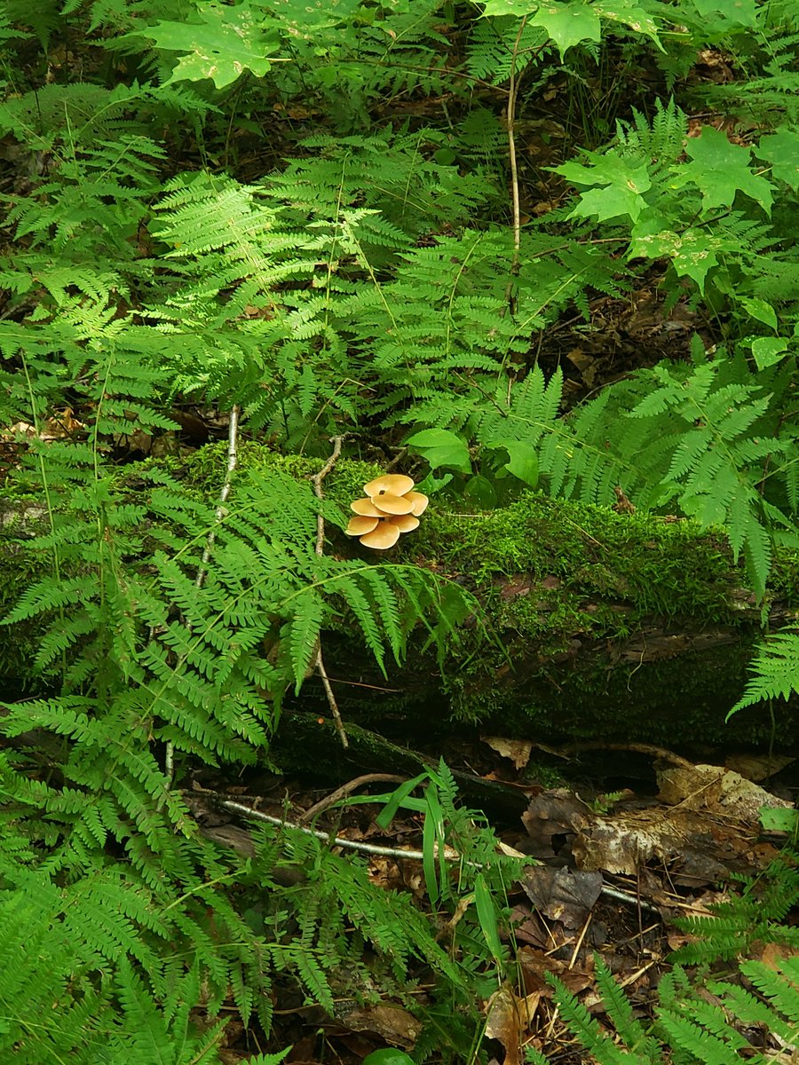 DianaCejasMD's tweet image. I took a lot of pictures of trees and moss...

#BLWC19