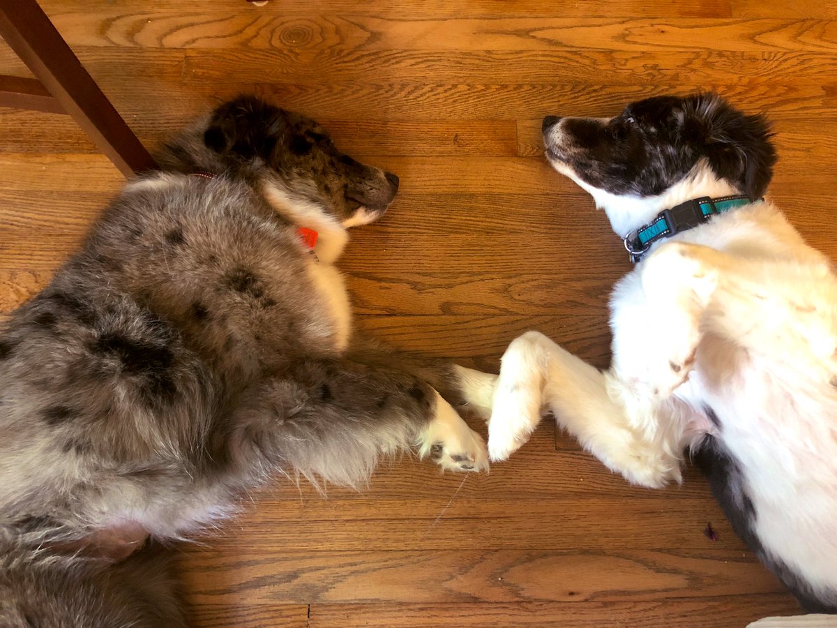 Jennannstan87's tweet photo. Celebrating International Dog Day with my favorite four-legged family members. Love you two, Hank and Annie. #dogsoftwitter #NationalDogDay https://t.co/Q07PX4kNlB