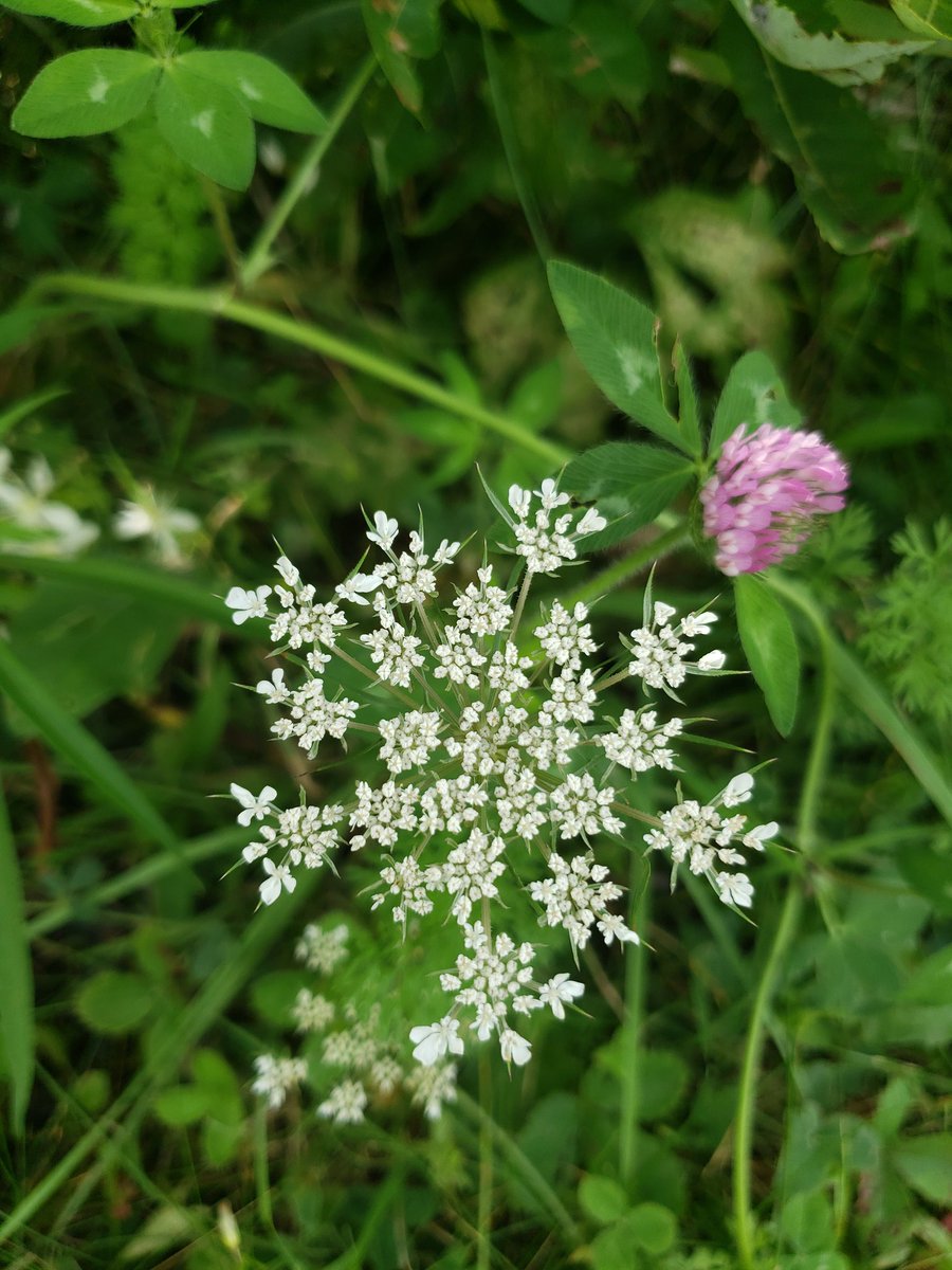 DianaCejasMD's tweet image. Like. A lot of photos of plants. And a few of the poems that were posted in the woods

Fun (?) Fact: I memorized and recited this poem, "Stopping by Woods on a Snowy Evening" by Robert Frost, in third grade. Nerdy little Diana loved this sign so very much. 

#BLWC19