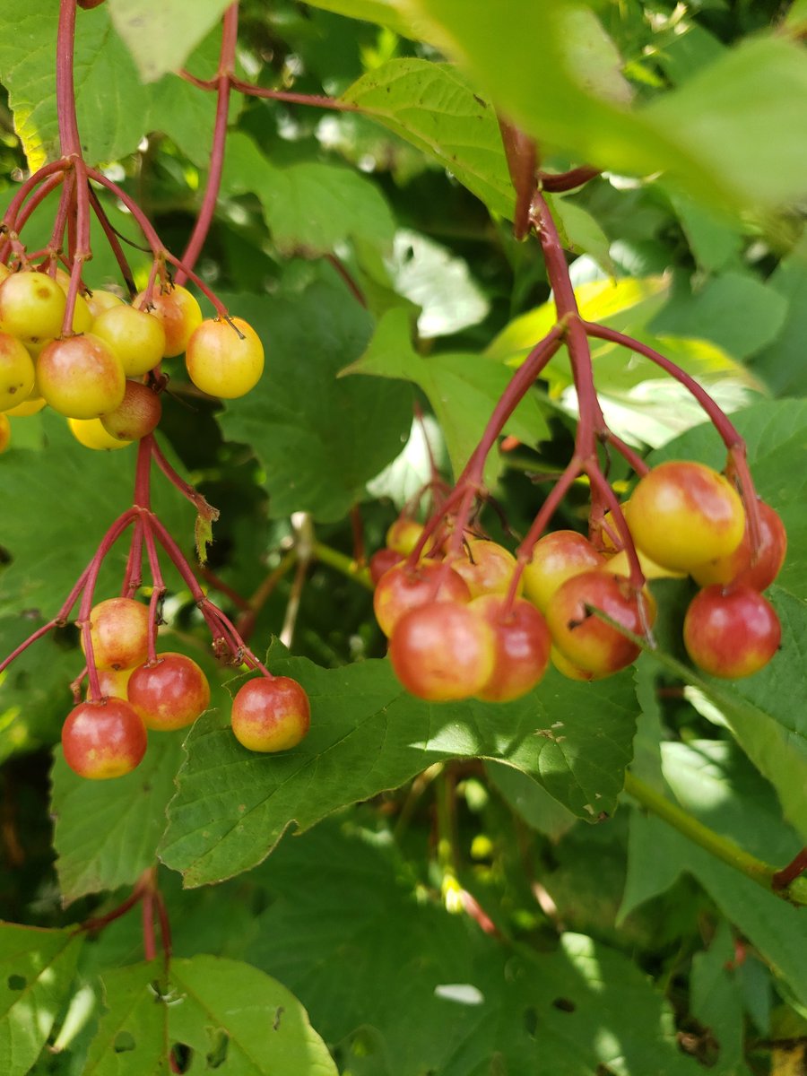 DianaCejasMD's tweet image. Like. A lot of photos of plants. And a few of the poems that were posted in the woods

Fun (?) Fact: I memorized and recited this poem, "Stopping by Woods on a Snowy Evening" by Robert Frost, in third grade. Nerdy little Diana loved this sign so very much. 

#BLWC19