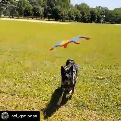 k9storminc's tweet photo. Here’s K9 “Logan” catching a shooting starfish because, well...National Dog Day 🐺😄👍 #StormThroughAnything
.
.
.
.
.
.
#k9storminc #idharness #dogharness #trackingharness #frisbee #madeincanada #madeinwinnipeg #malinois #gsd #workingdog #k9unit #k9han… https://t.co/Bq4K8pC7yu https://t.co/omxyee6UPY