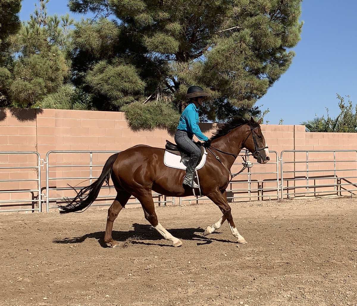 tneventing's tweet photo. I Will Follow. 10yr TB gelding. For sale or part/full on site lease. Sweet temperament. Wants to please. Green yet improves with every ride #topnotcheventing #salehorse #leasehorse #hunterjumper #dressage #eventing #lowlevelprospect #horseforsale #horseforlease #lasvegashorses https://t.co/cvhUysXlss