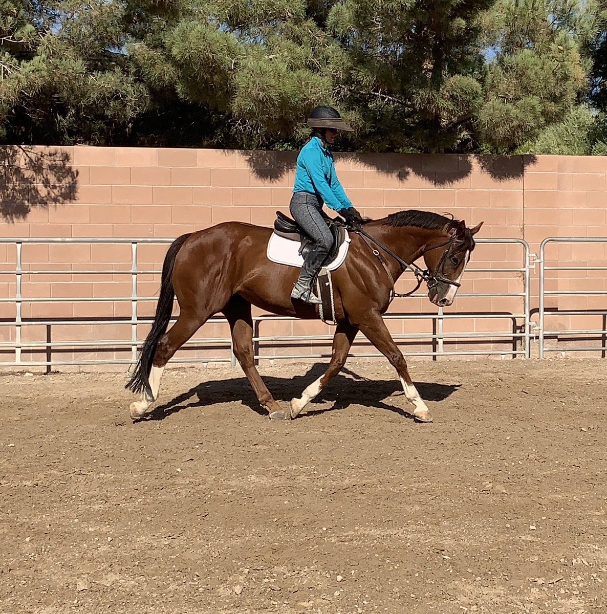 tneventing's tweet photo. I Will Follow. 10yr TB gelding. For sale or part/full on site lease. Sweet temperament. Wants to please. Green yet improves with every ride #topnotcheventing #salehorse #leasehorse #hunterjumper #dressage #eventing #lowlevelprospect #horseforsale #horseforlease #lasvegashorses https://t.co/cvhUysXlss