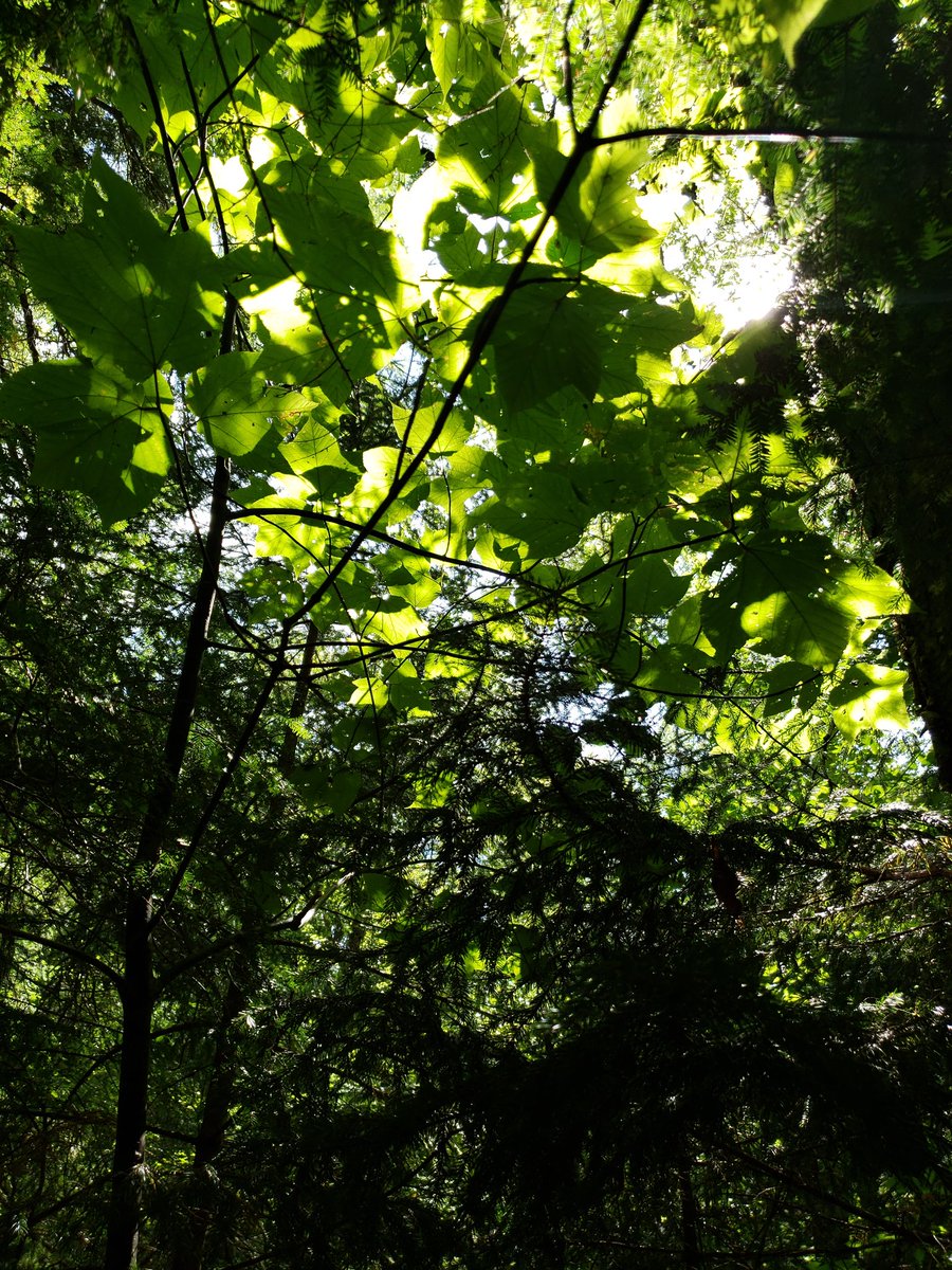 DianaCejasMD's tweet image. I did take a few pictures of people! But mostly plants. 

#BLWC19