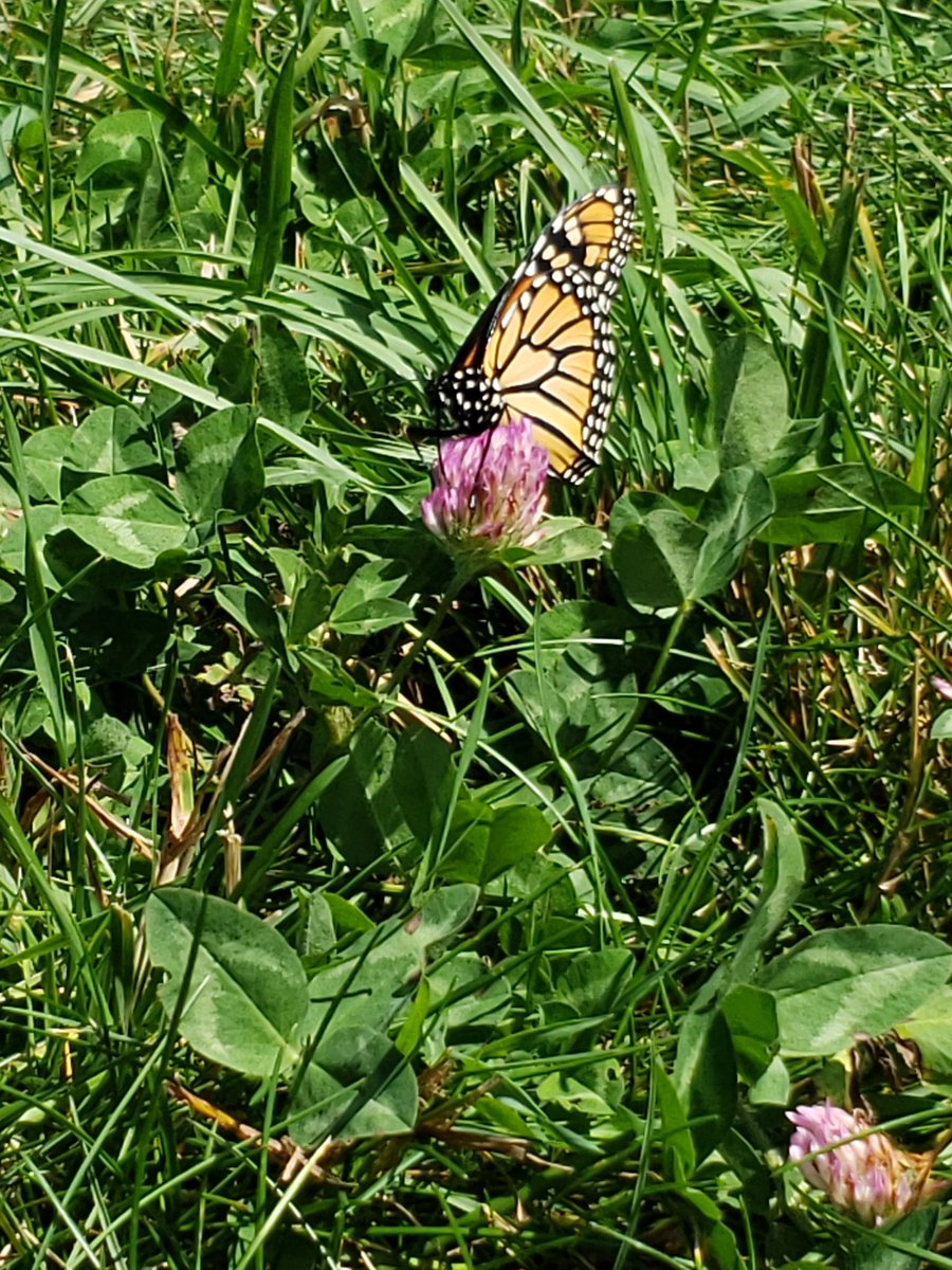 DianaCejasMD's tweet image. I did take a few pictures of people! But mostly plants. 

#BLWC19