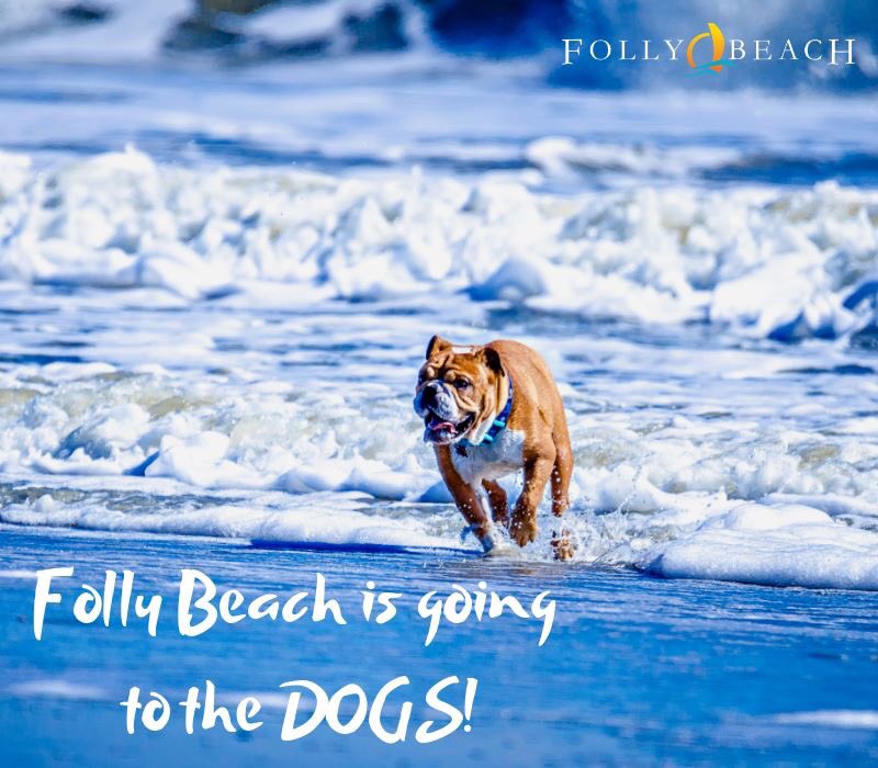 follybeach_com's tweet photo. Happy National Dog Day! No place on earth loves dogs more than Folly Beach. https://t.co/ZYibP6Dize #nationaldogday #follybeach https://t.co/snQw4pRFPv