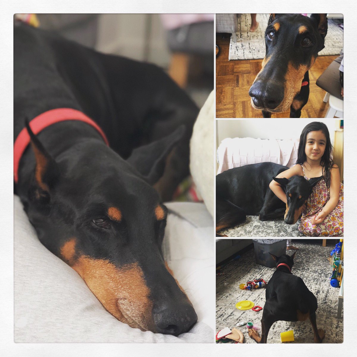 Happy #InternationalDogDay to the best dog ever!!