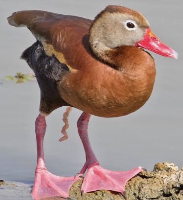 Porém o do pato é tipo????Como isso entra na pata gente? Enroscando é