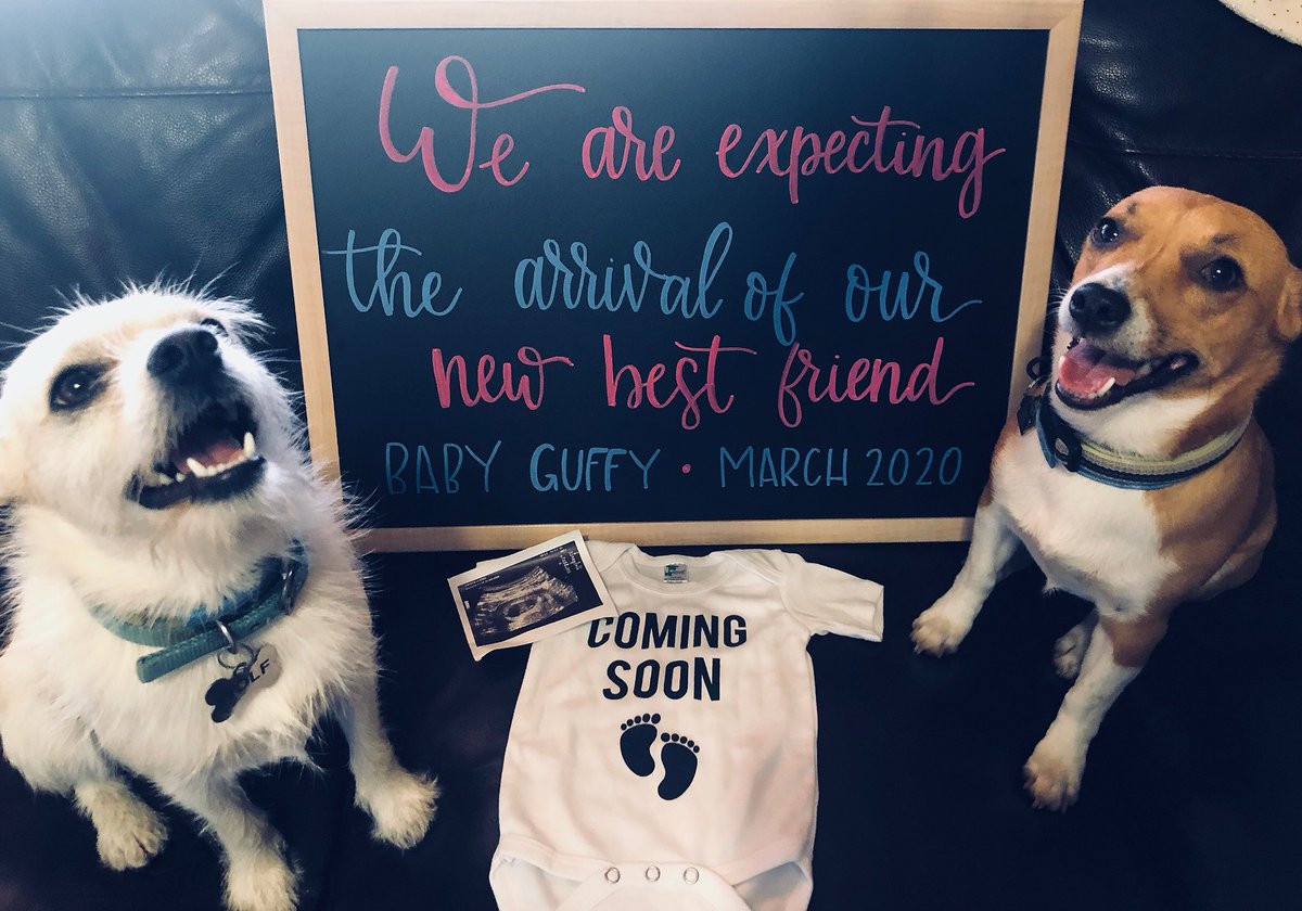 tiffanyGuffy's tweet image. Might as well let Twitter know too🤷🏻‍♀️
#NationalDogDay