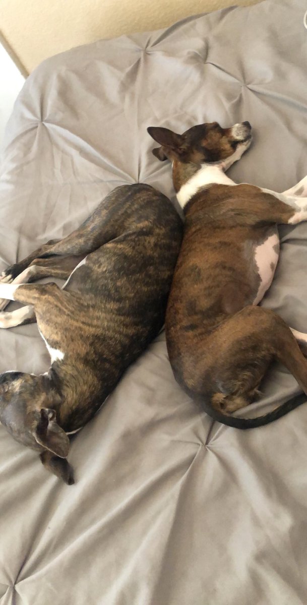cierraaadawnnn's tweet photo. Apparently itโs national dog day, so hereโs the clan๐ #4toomany #hopefully5soon #NationalDogDay https://t.co/T30gsufA4Q
