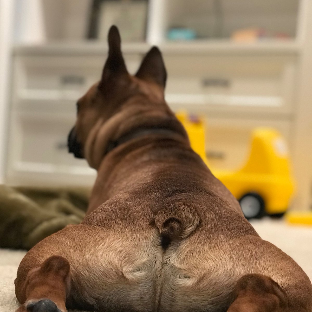 LitivateRep's tweet photo. Brisket, Litivate's Office Dog, has decided to highlight his cute butt for his official #NationalDogDay2019 photo.😆🙂🐶🐕 #OfficeDog #DogoftheDay #NationalDogDay #WorkFamily https://t.co/1GYBxgcpMV