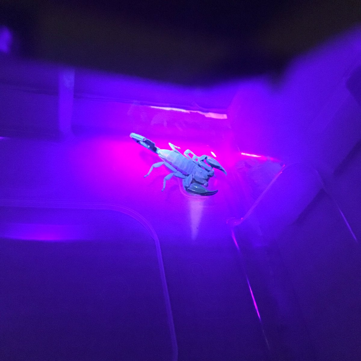 JoelHuey4's tweet photo. One of the highlights for kids at @PerthSciFest was this Urodacus planimanus. #scicomm #scorpion https://t.co/lTyY7atI89